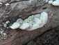 Borostás egyrétűtapló (Trametes hirsuta), Budai-hegység